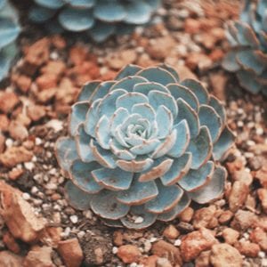 shutterstock 1038081097 9 Striking Succulents: A Growing Texas Trend IES Pools