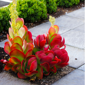 shutterstock 1358742782 9 Striking Succulents: A Growing Texas Trend IES Pools